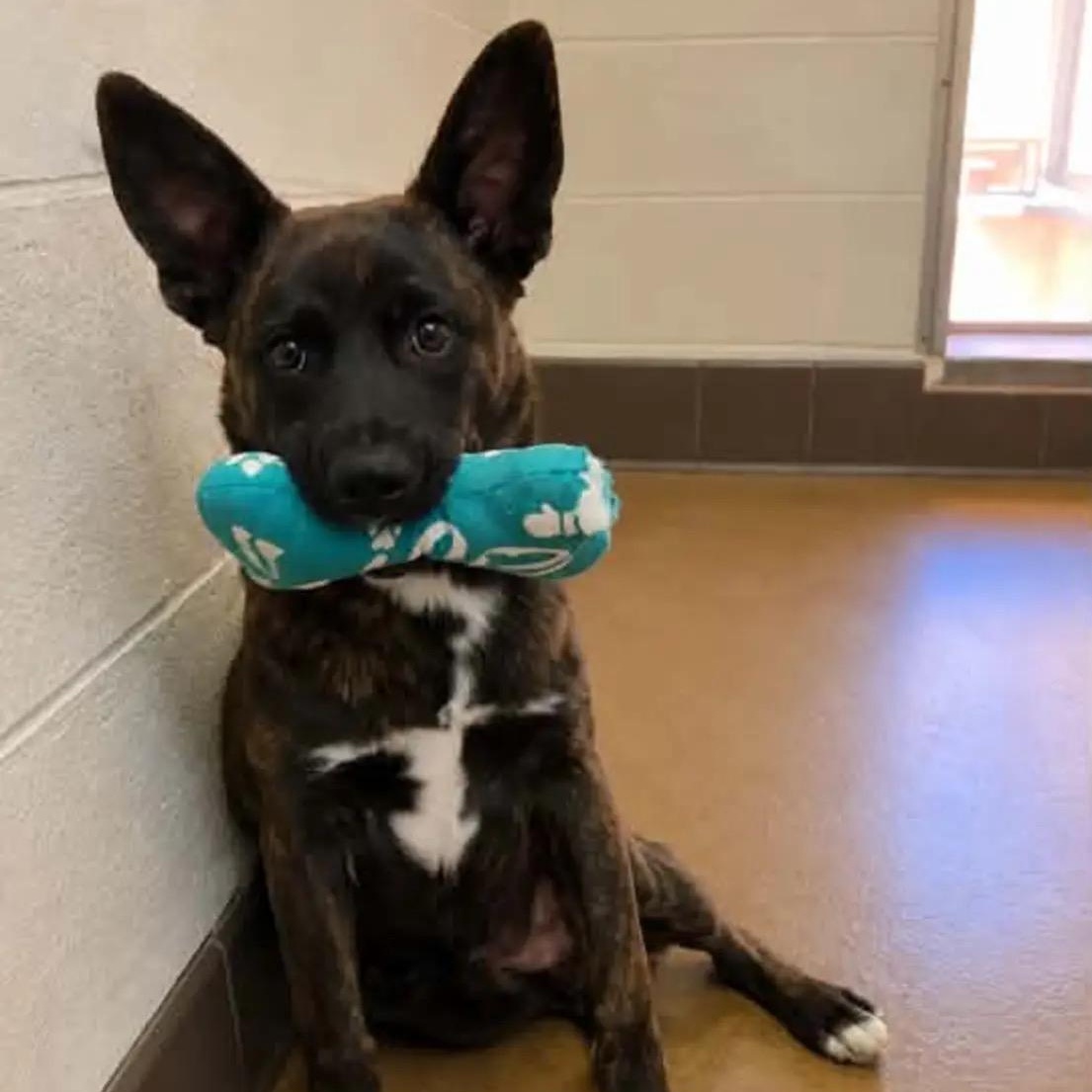 Enlarge Benny, a Adoptable mixed breed in Boston, MA image 4/4