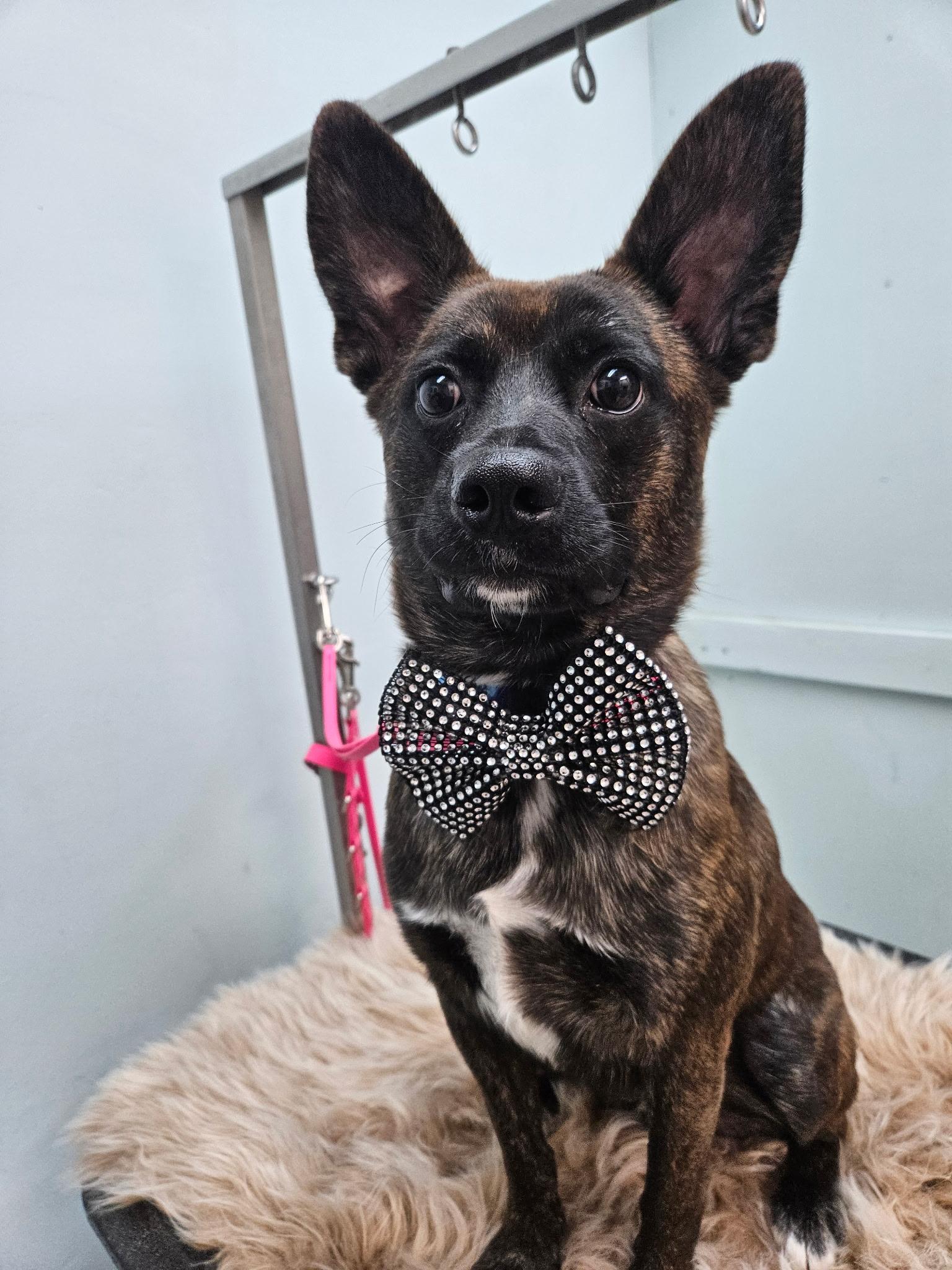 Benny, Adoptable, Young Male Terrier & Dutch Shepherd.