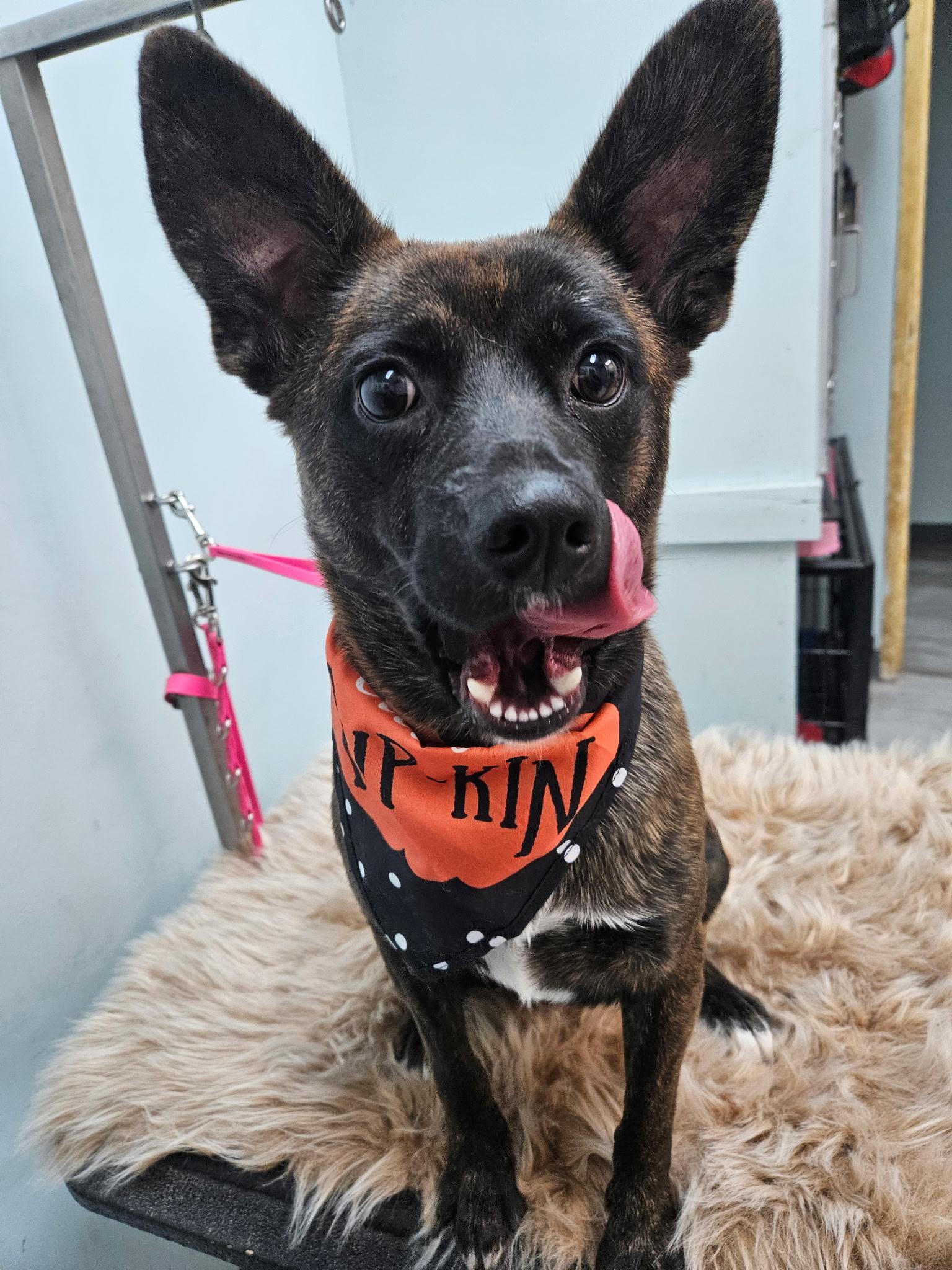 Enlarge Benny, a Adoptable mixed breed in Boston, MA image 3/4