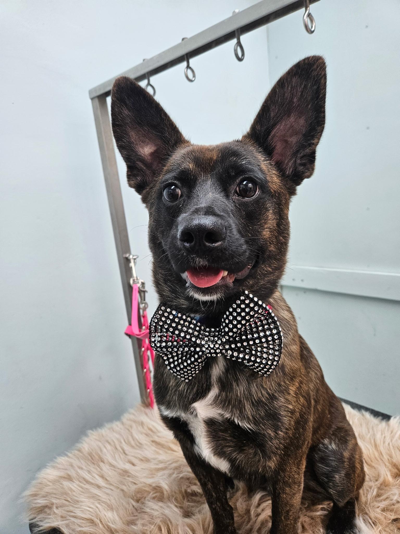 Enlarge Benny, a Adoptable mixed breed in Boston, MA image 2/4