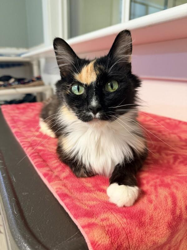 Sugar Cookie, Adoptable, Senior Female Domestic Medium Hair.