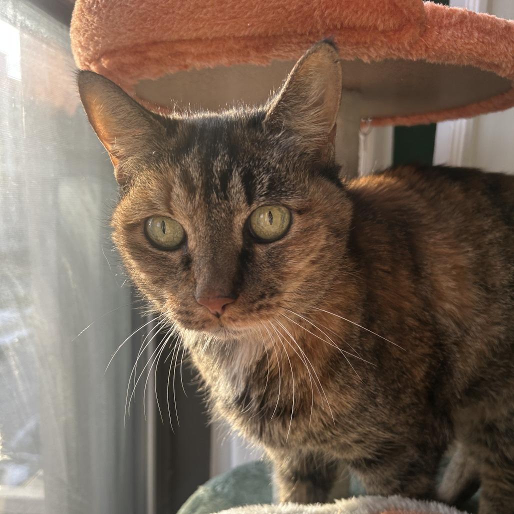 Enlarge Katrina Van Tassel, a Adoptable Domestic Short Hair in St. Louis, MO image 1/6