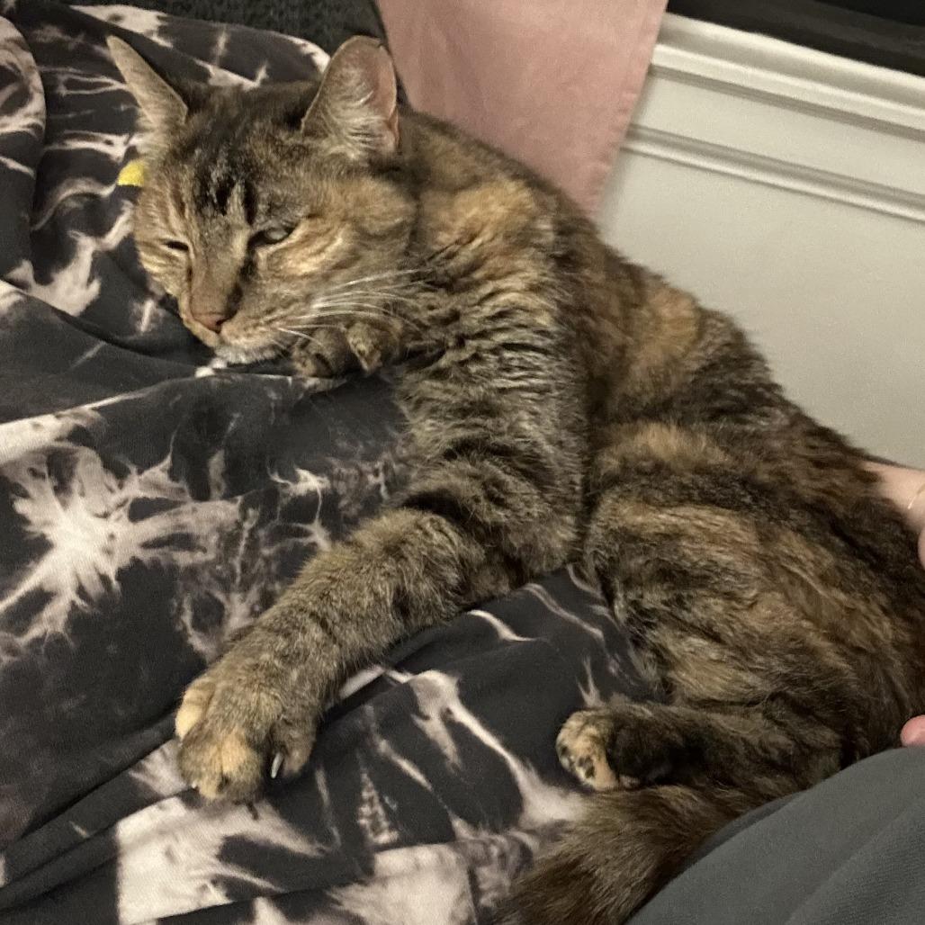 Enlarge Katrina Van Tassel, a Adoptable Domestic Short Hair in St. Louis, MO image 2/6