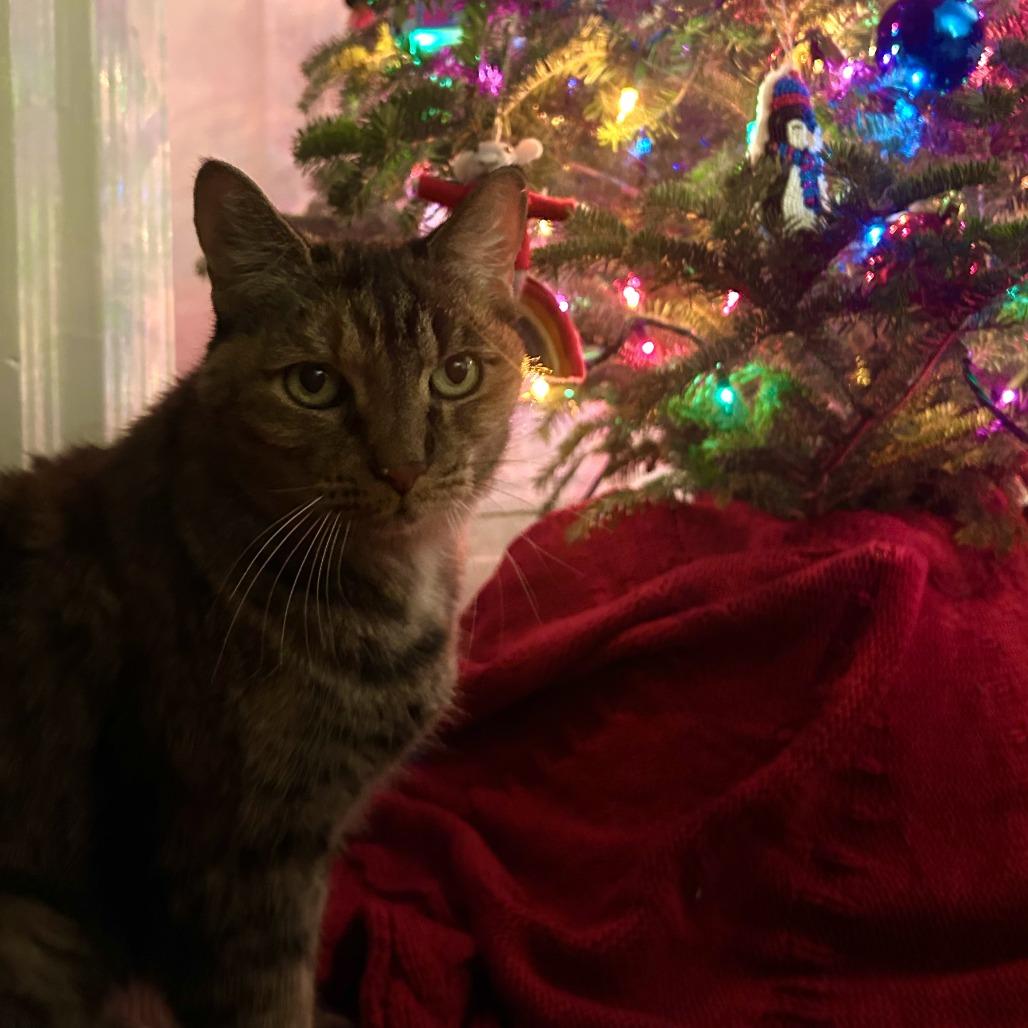 Enlarge Katrina Van Tassel, a Adoptable Domestic Short Hair in St. Louis, MO image 4/6