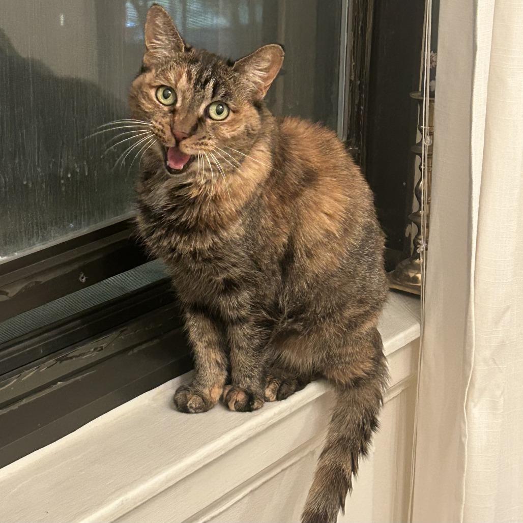 Enlarge Katrina Van Tassel, a Adoptable Domestic Short Hair in St. Louis, MO image 5/6