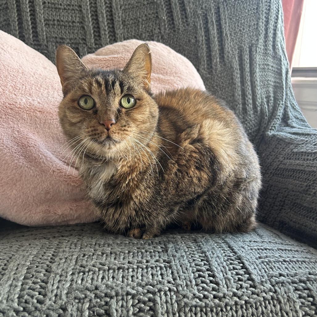 Enlarge Katrina Van Tassel, a Adoptable Domestic Short Hair in St. Louis, MO image 6/6