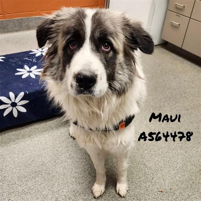 MAUI, Adoptable, Adult Female Great Pyrenees & Mixed Breed.