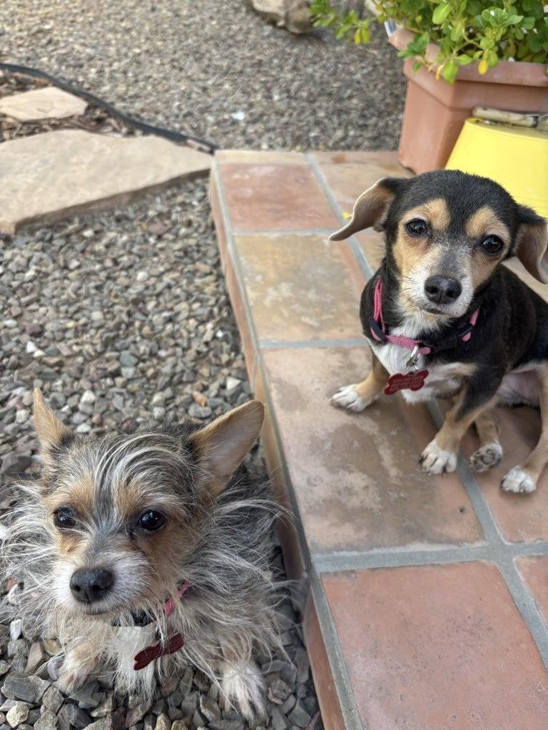 Enlarge Mango & Papaya, a Adoptable Chihuahua in Tucson, AZ image 1/3