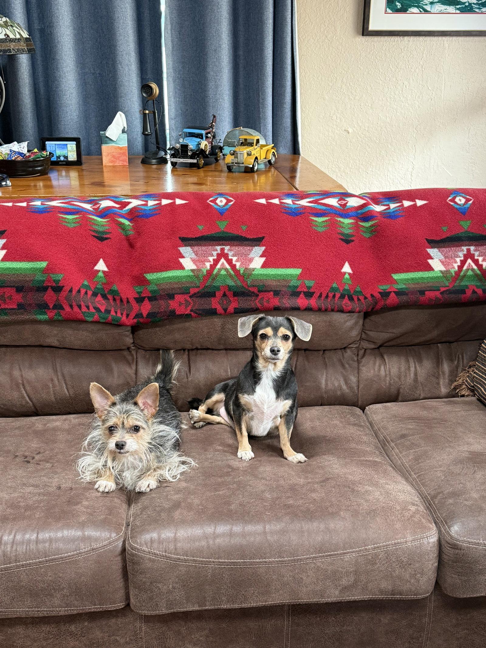 Enlarge Mango & Papaya, a Adoptable Chihuahua in Tucson, AZ image 2/3