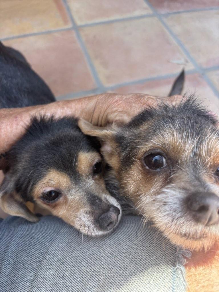 Enlarge Mango & Papaya, a Adoptable Chihuahua in Tucson, AZ image 3/3