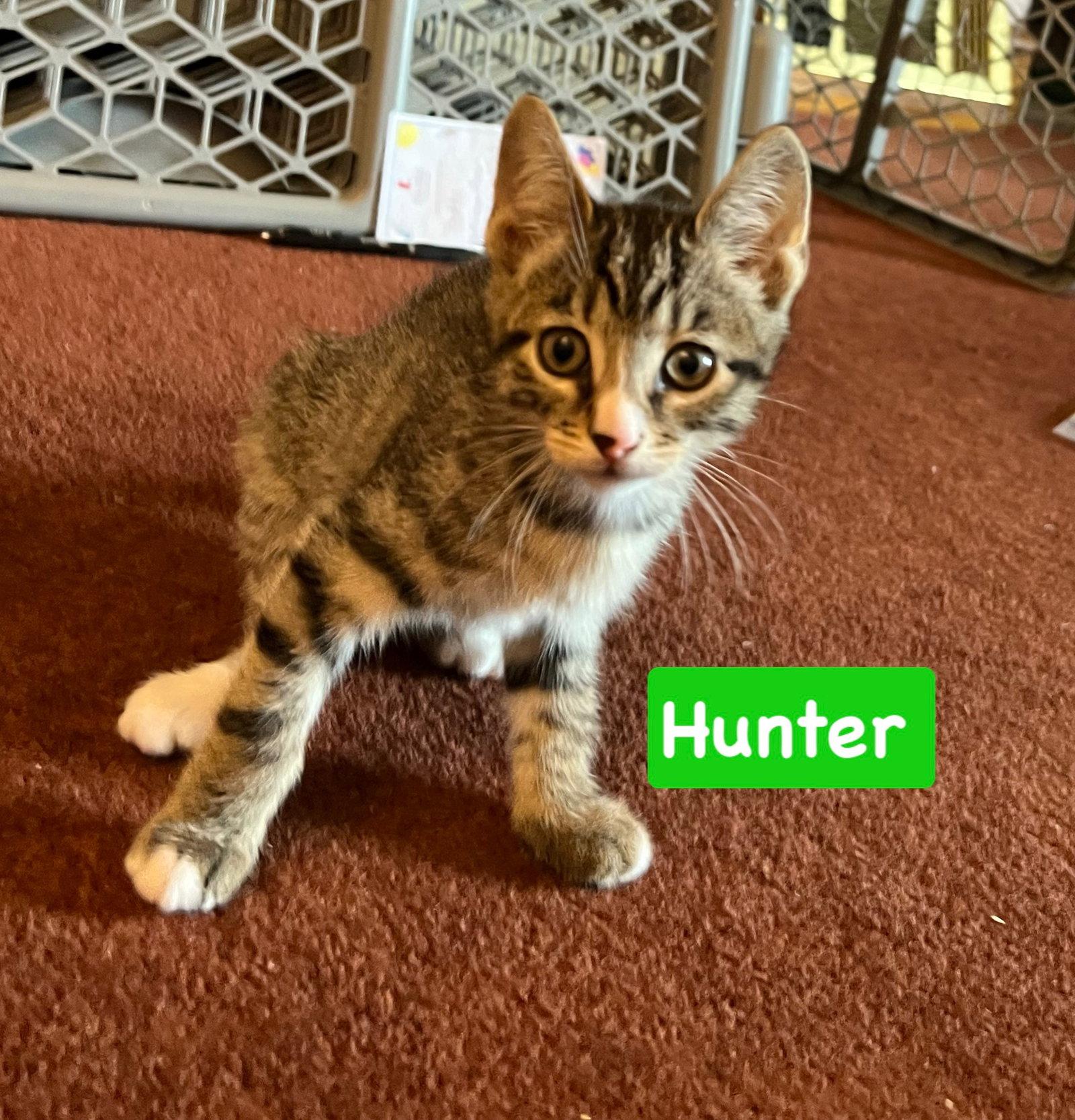 Enlarge Hunter, a Adoptable mixed breed in Yardley, PA image 1/1