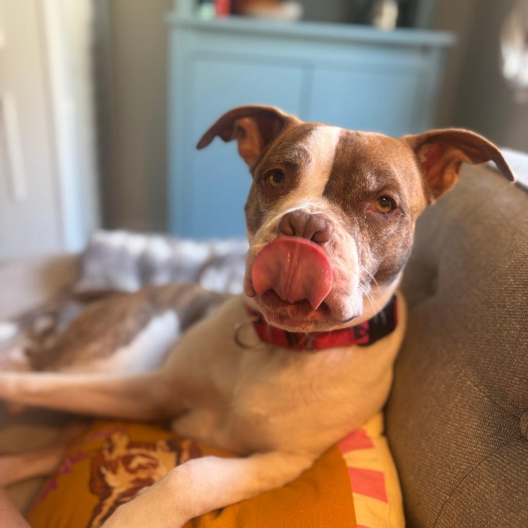 Nancy, Adoptable, Adult Female Mixed Breed.