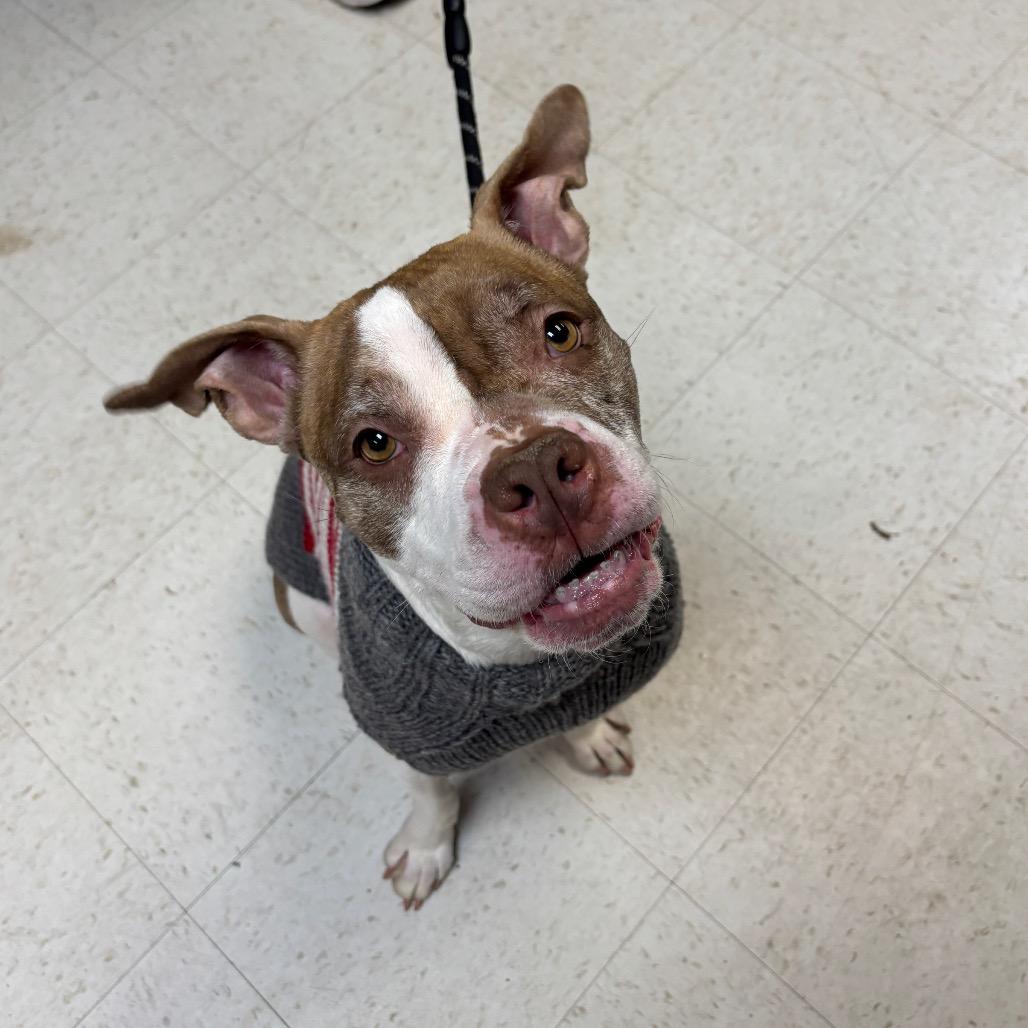 Enlarge Nancy, a Adoptable Mixed Breed in Philadelphia, PA image 1/5