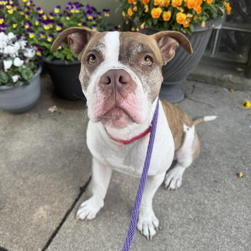 Enlarge Nancy, a Adoptable Mixed Breed in Philadelphia, PA image 2/6
