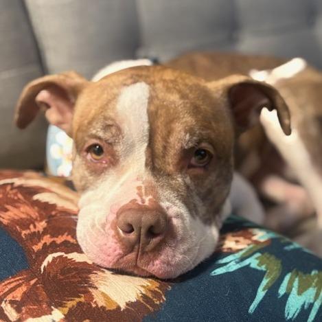 Enlarge Nancy, a Adoptable Mixed Breed in Philadelphia, PA image 2/5