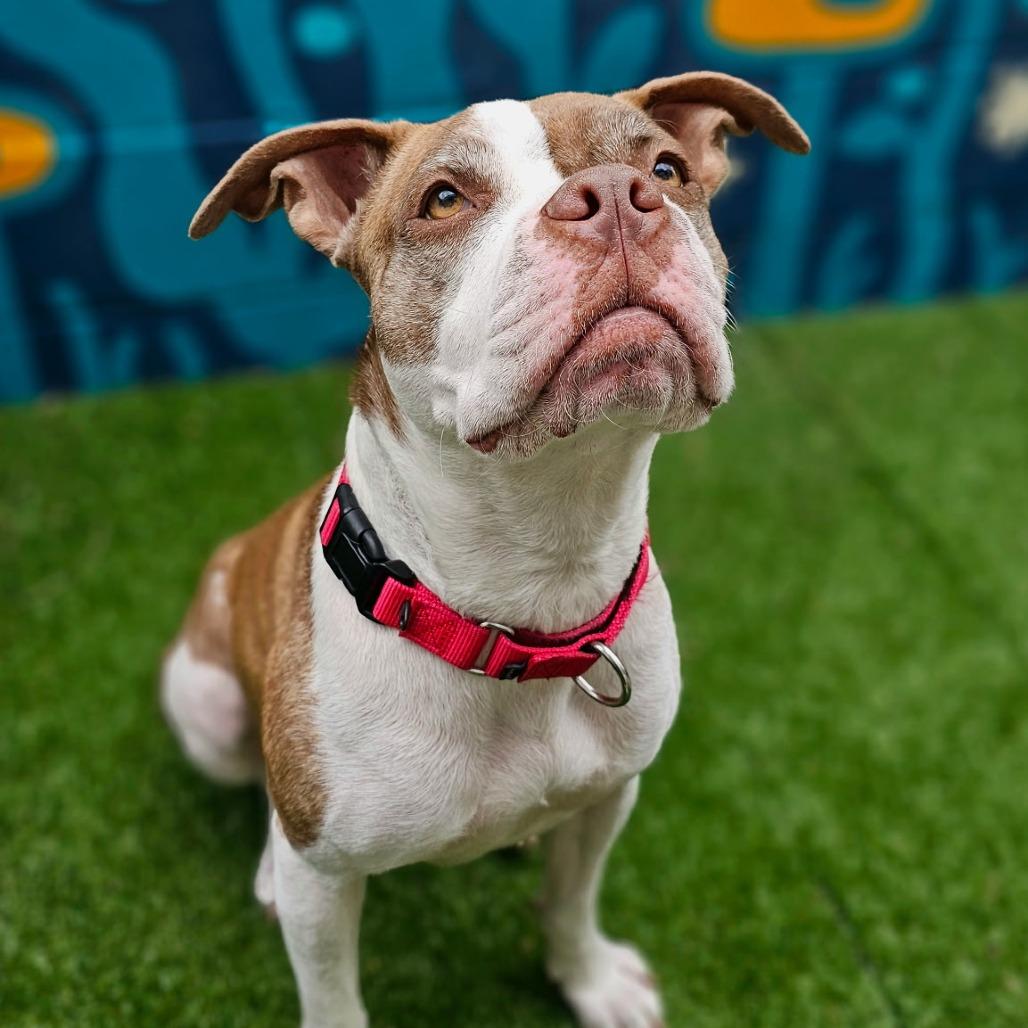 Enlarge Nancy, a Adoptable Mixed Breed in Philadelphia, PA image 3/6