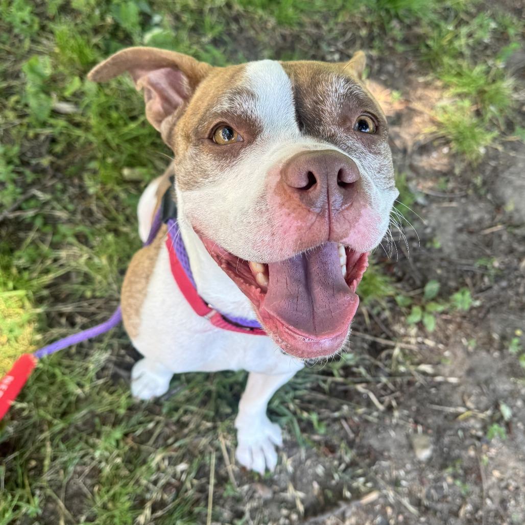 Enlarge Nancy, a Adoptable Mixed Breed in Philadelphia, PA image 4/6