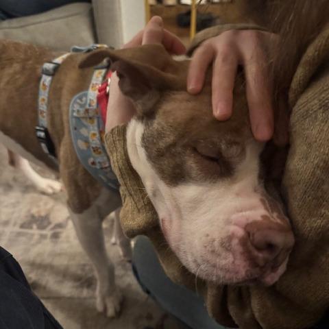 Enlarge Nancy, a Adoptable Mixed Breed in Philadelphia, PA image 3/5