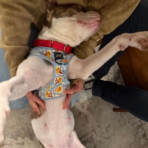 Enlarge Nancy, a Adoptable Mixed Breed in Philadelphia, PA image 5/5