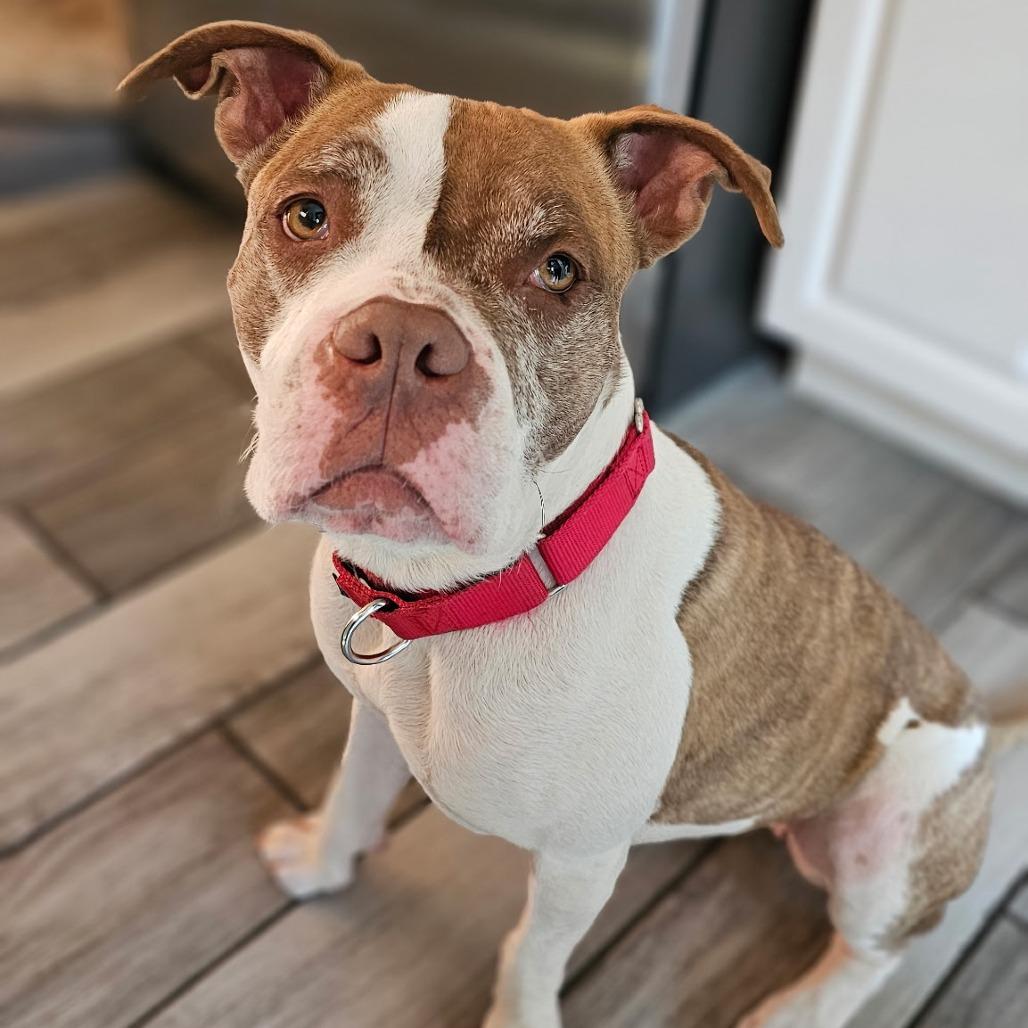 Enlarge Nancy, a Adoptable Mixed Breed in Philadelphia, PA image 5/6