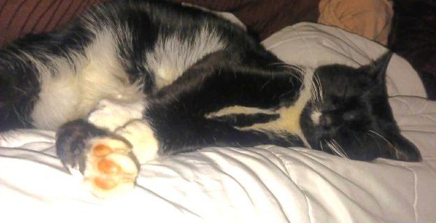 Enlarge Penny, a ADOPTABLE Domestic Short Hair in Kenai, AK image 2/2