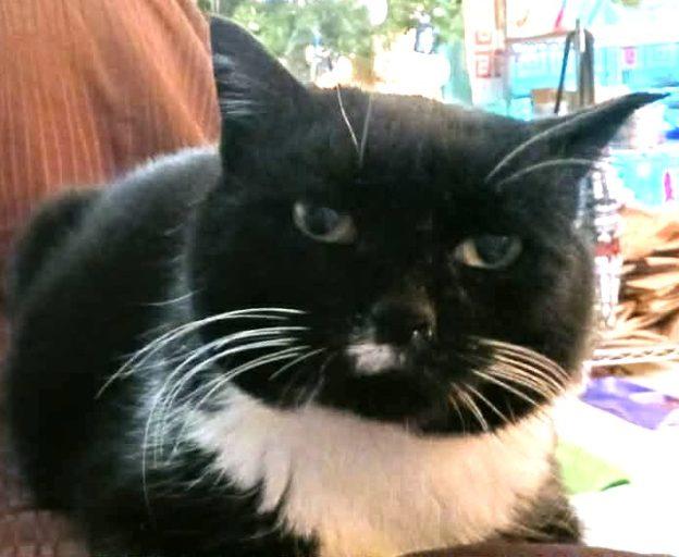 Penny, ADOPTABLE, Senior Female Domestic Short Hair.