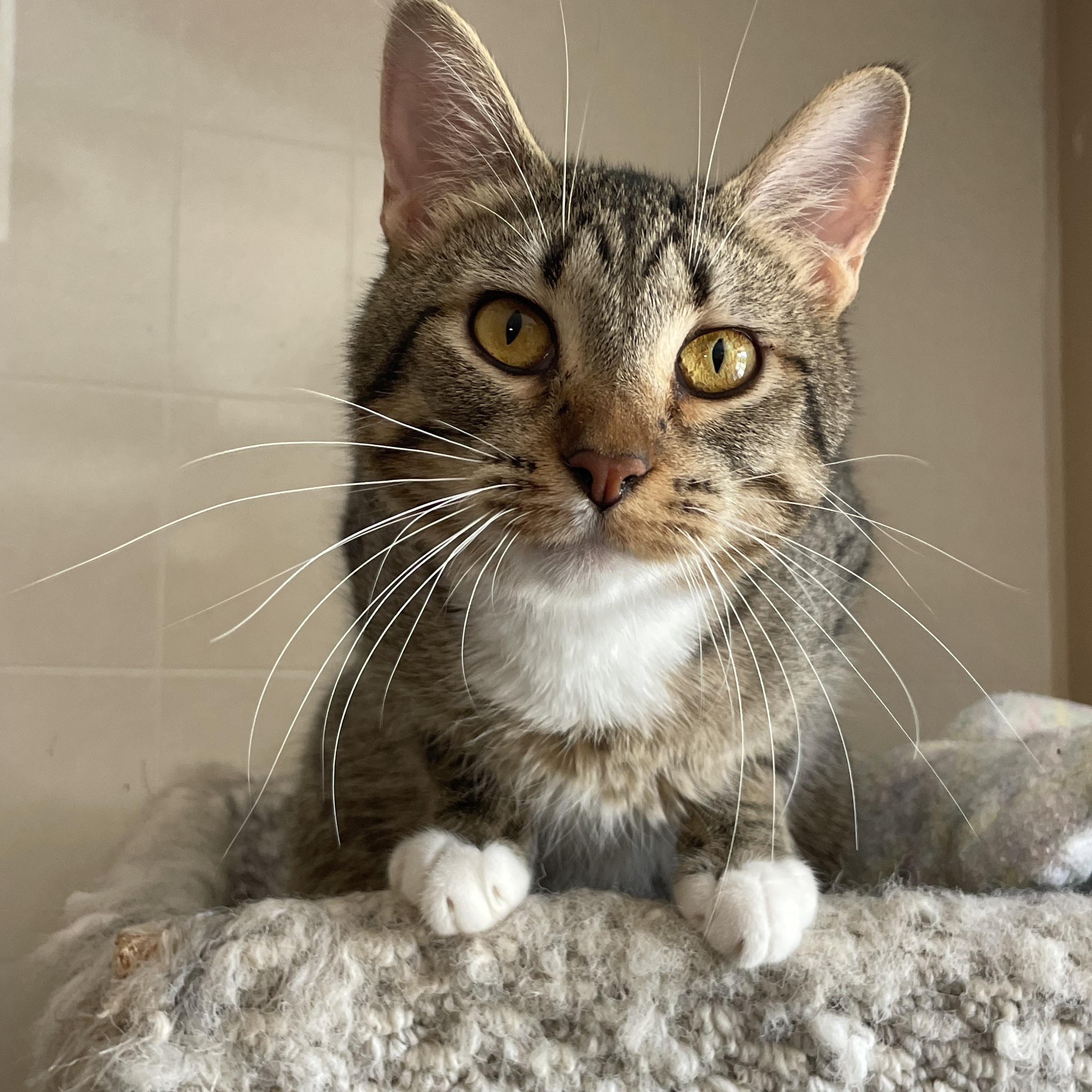 Enlarge Anna, a Adoptable mixed breed in Lacon, IL image 3/6