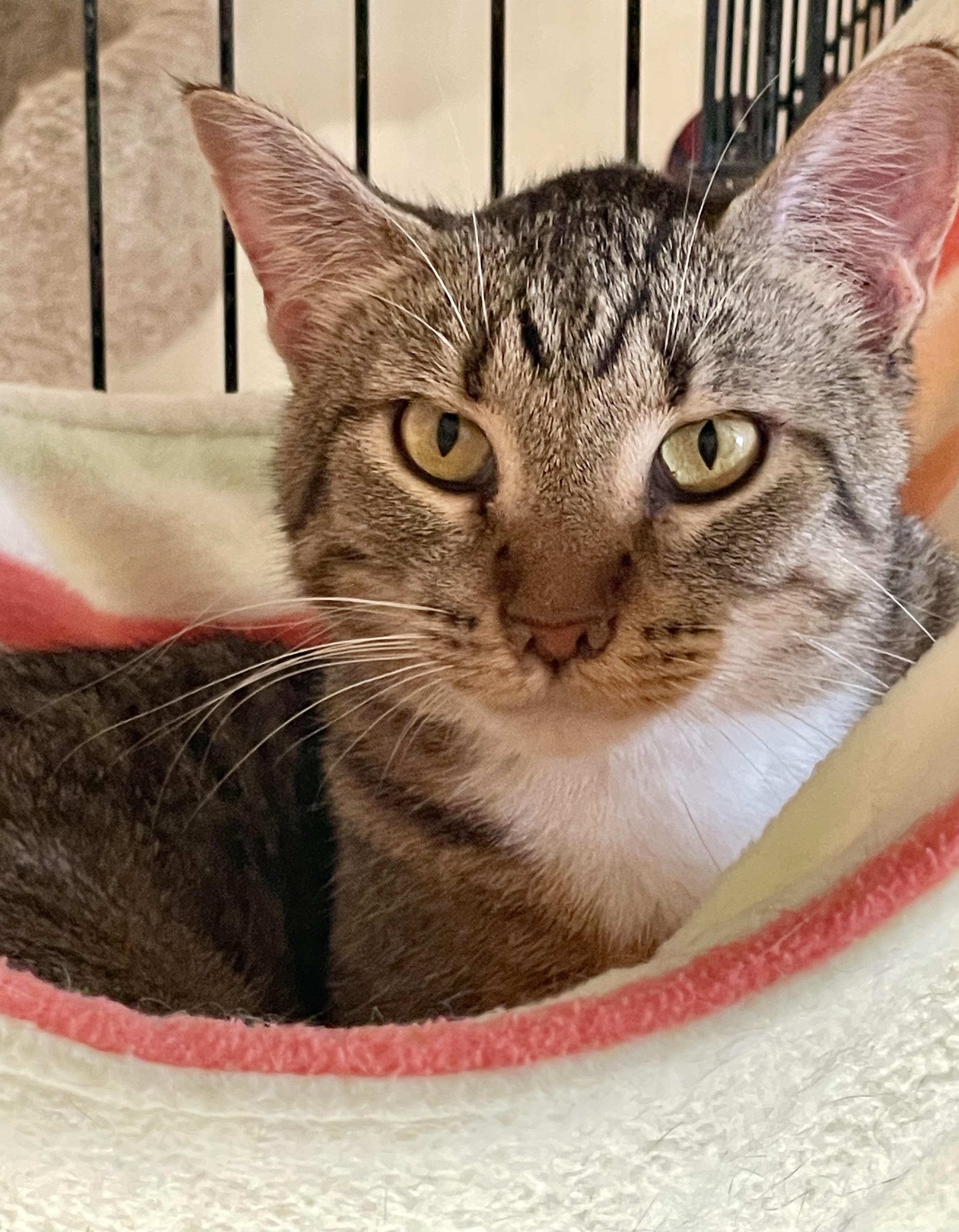 Enlarge Anna, a Adoptable mixed breed in Lacon, IL image 1/6