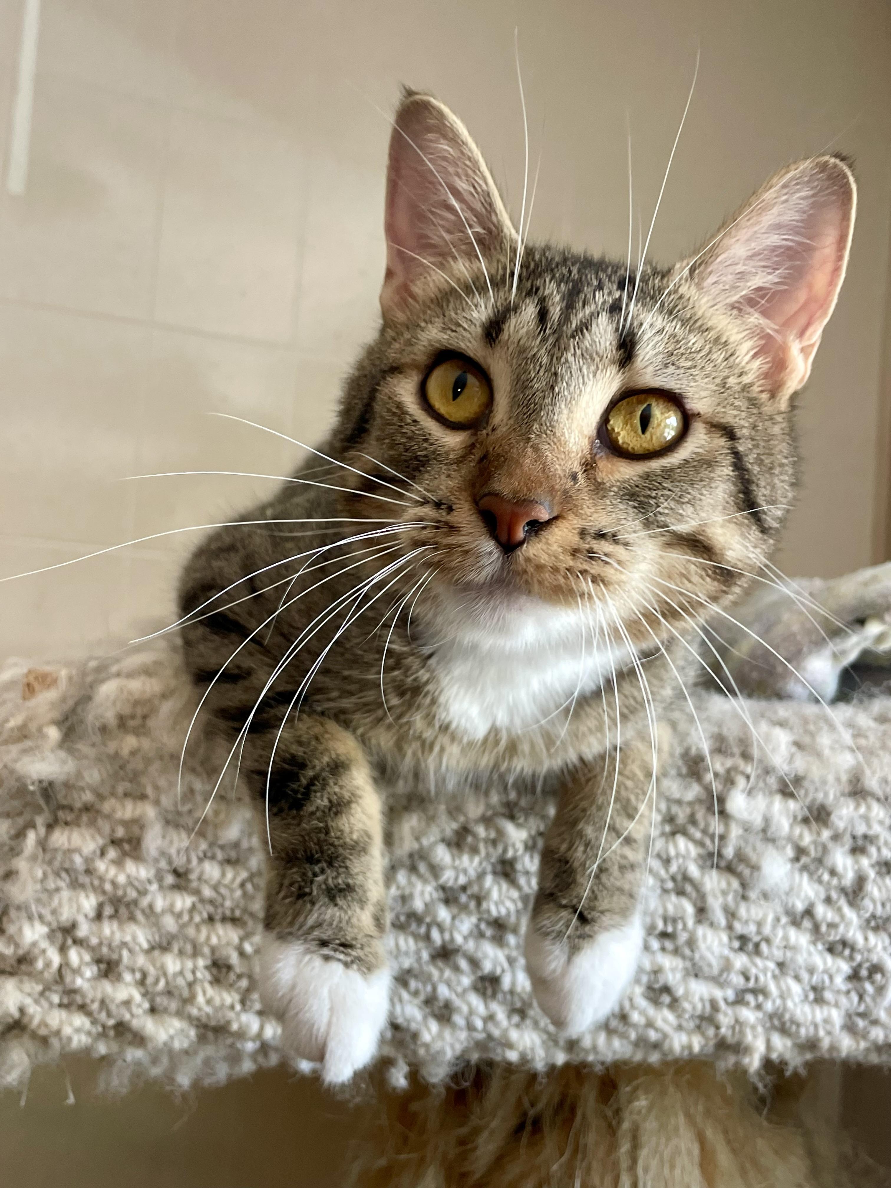 Enlarge Anna, a Adoptable mixed breed in Lacon, IL image 2/6