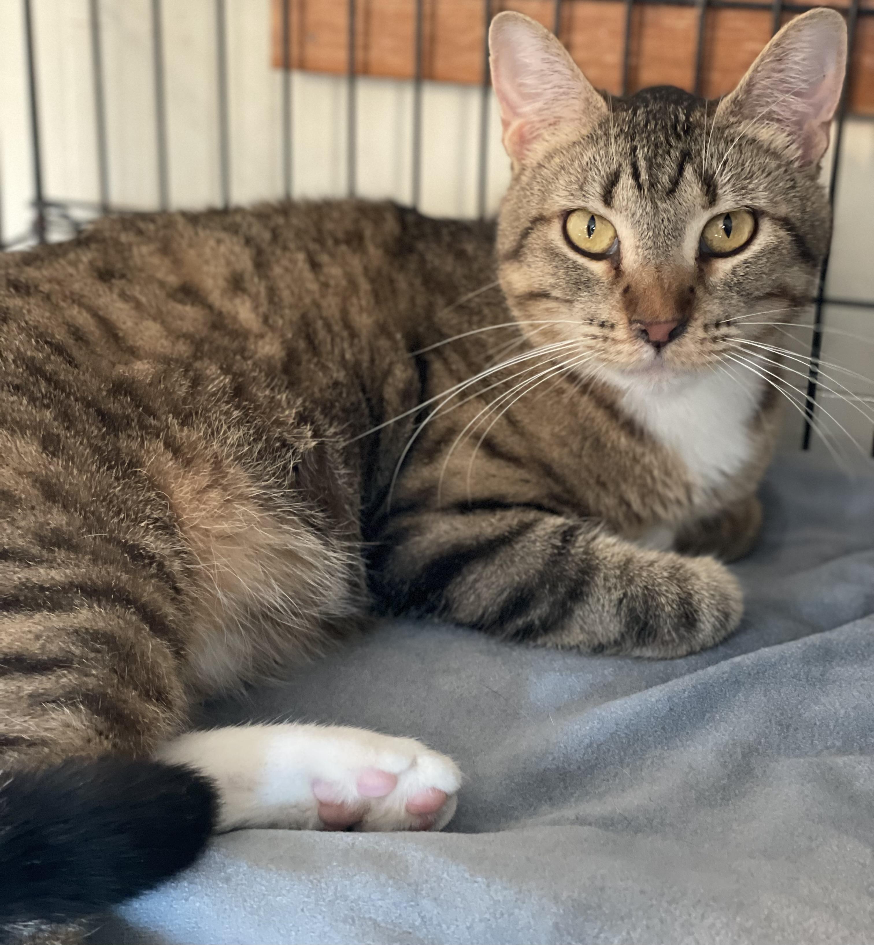 Anna, Adoptable, Adult Female Domestic Short Hair & Tabby.