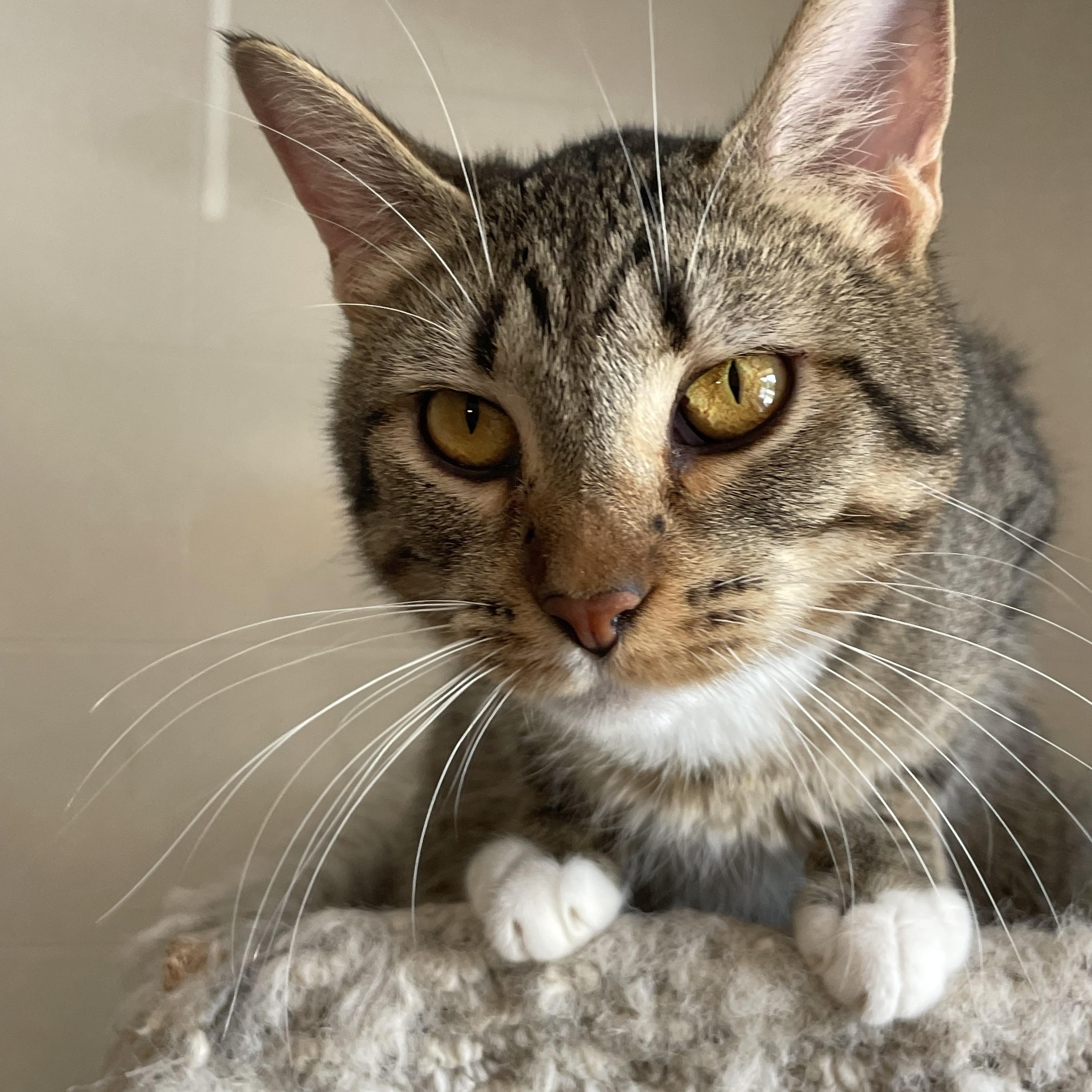 Enlarge Anna, a Adoptable mixed breed in Lacon, IL image 6/6