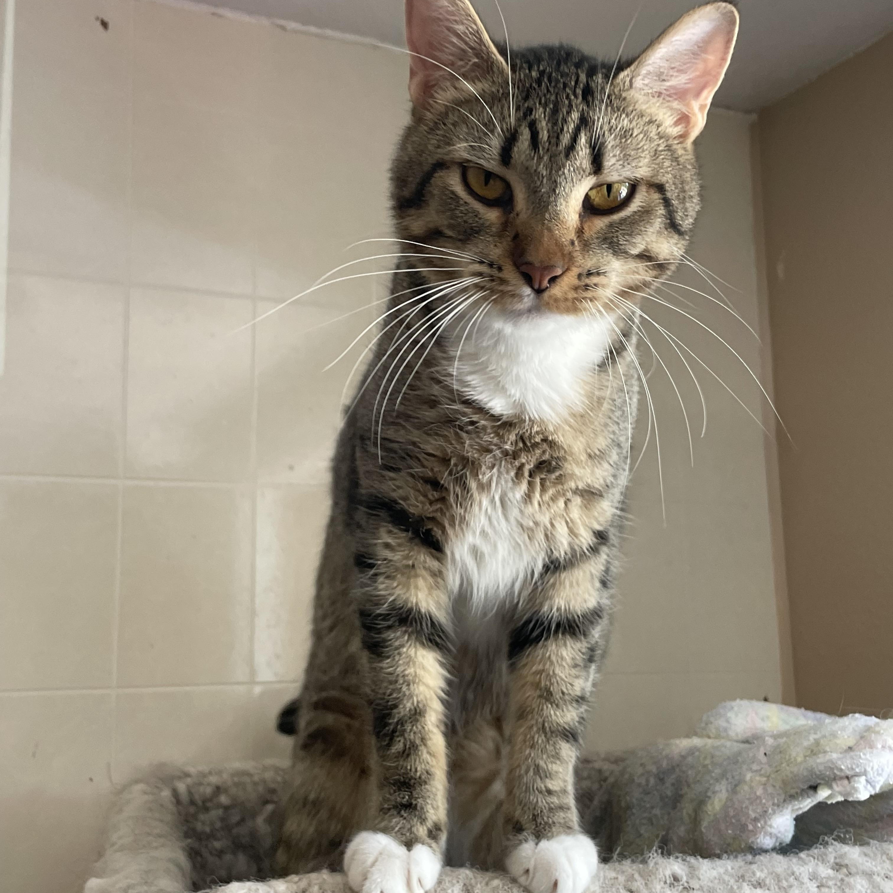 Enlarge Anna, a Adoptable mixed breed in Lacon, IL image 4/6