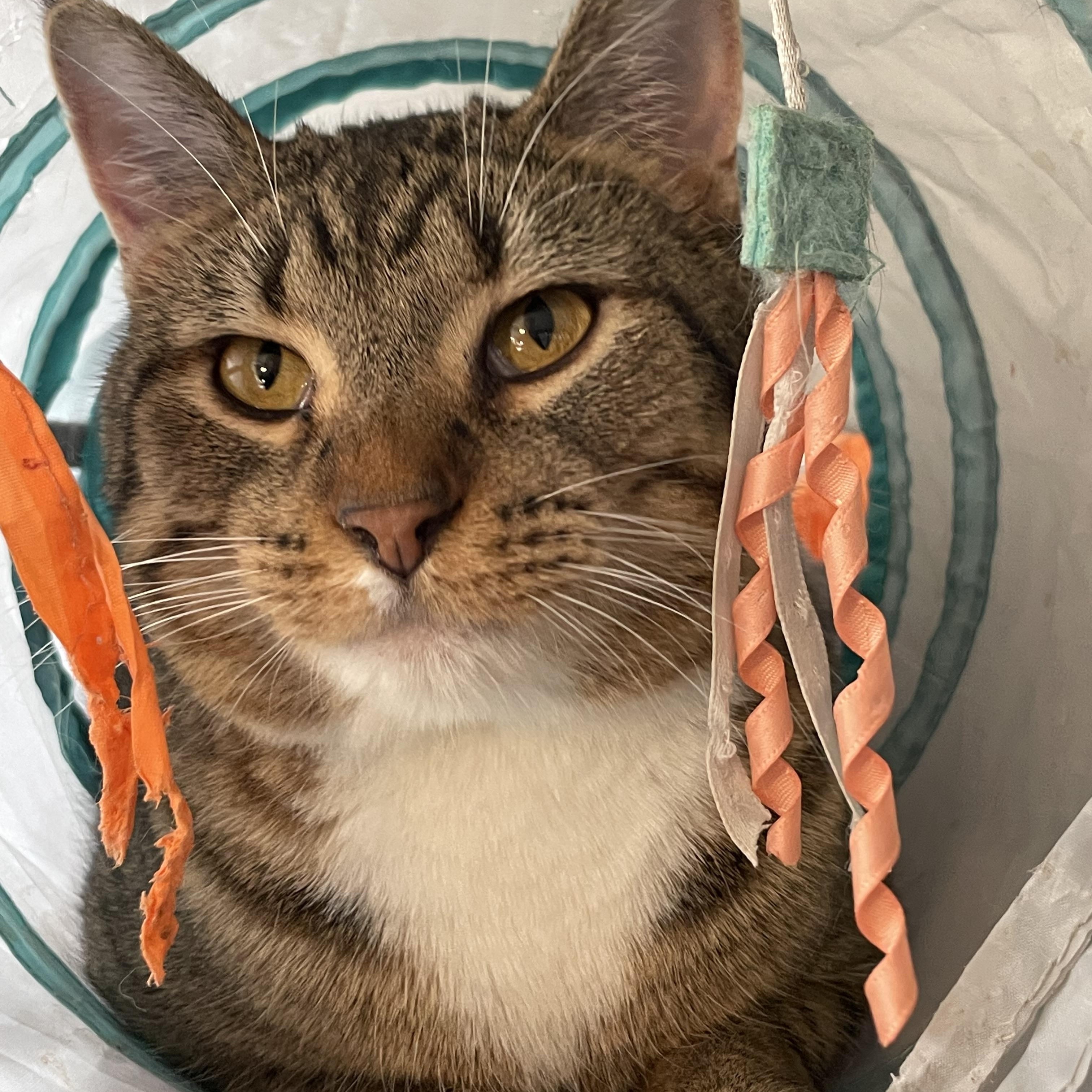 Enlarge Anna, a Adoptable mixed breed in Lacon, IL image 1/6