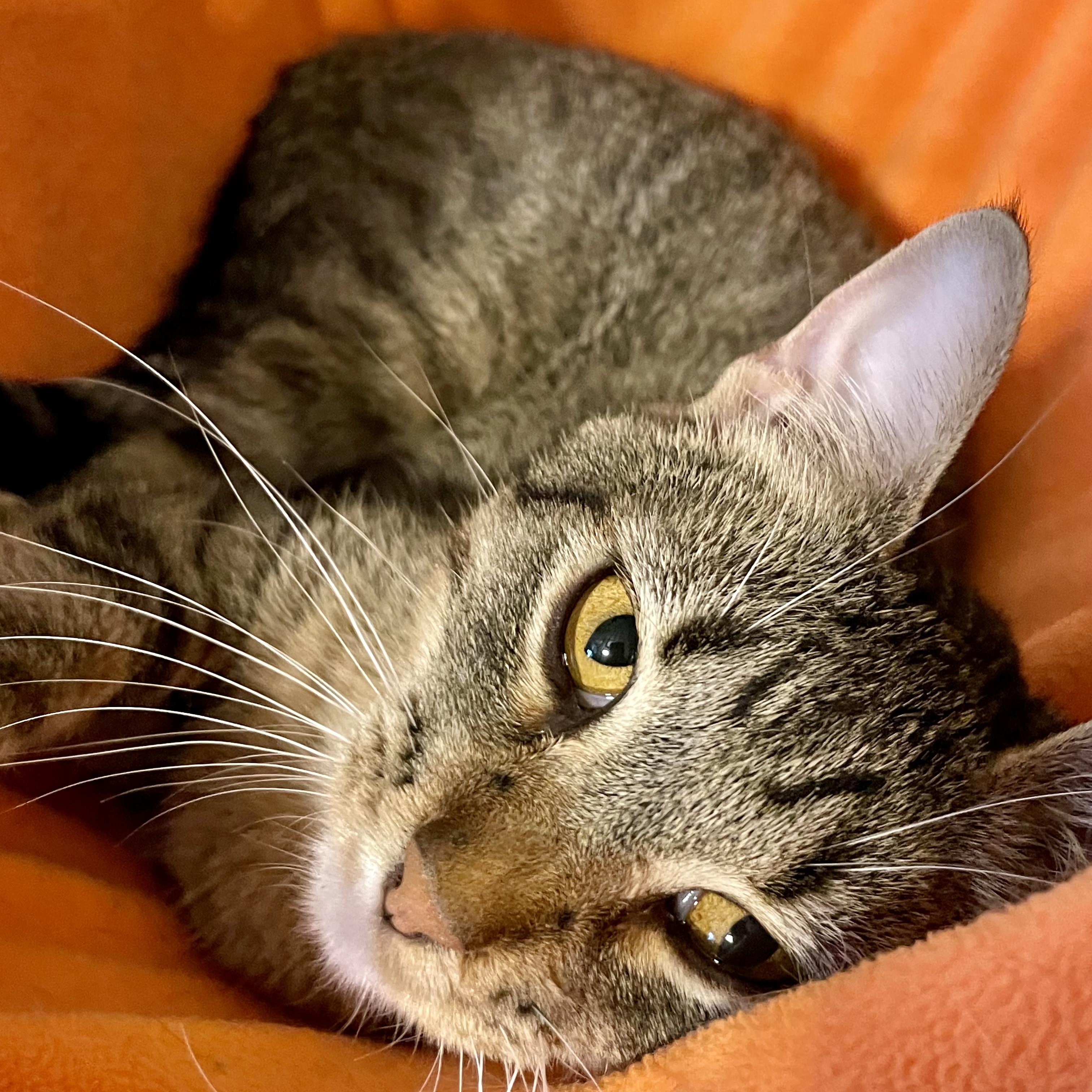 Enlarge Anna, a Adoptable mixed breed in Lacon, IL image 5/6