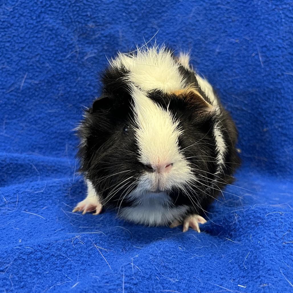 Enlarge Mister Ewok(bonded to Edwin), a Adoptable Guinea Pig in Decatur, GA image 1/5