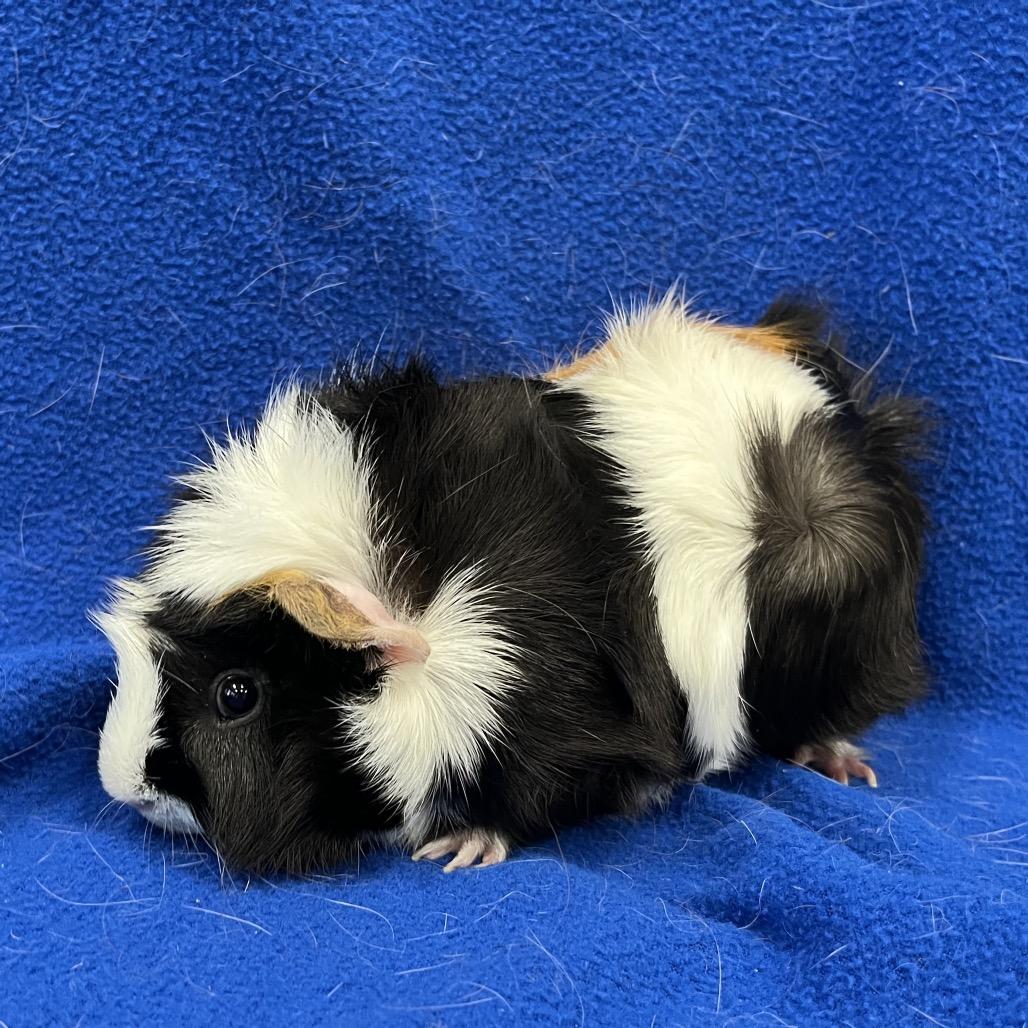 Enlarge Mister Ewok(bonded to Edwin), a Adoptable Guinea Pig in Decatur, GA image 2/5