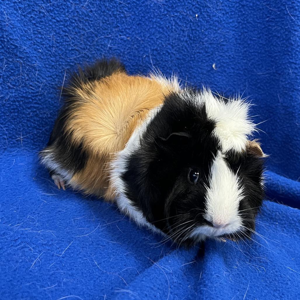 Enlarge Mister Ewok(bonded to Edwin), a Adoptable Guinea Pig in Decatur, GA image 3/5