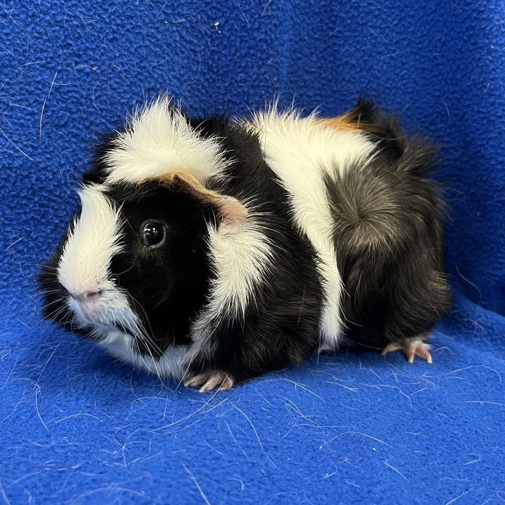 Enlarge Mister Ewok(bonded to Edwin), a Adoptable Guinea Pig in Decatur, GA image 4/5