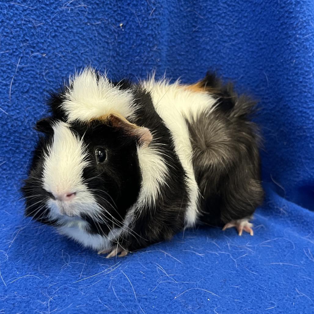 Enlarge Mister Ewok(bonded to Edwin), a Adoptable Guinea Pig in Decatur, GA image 5/5