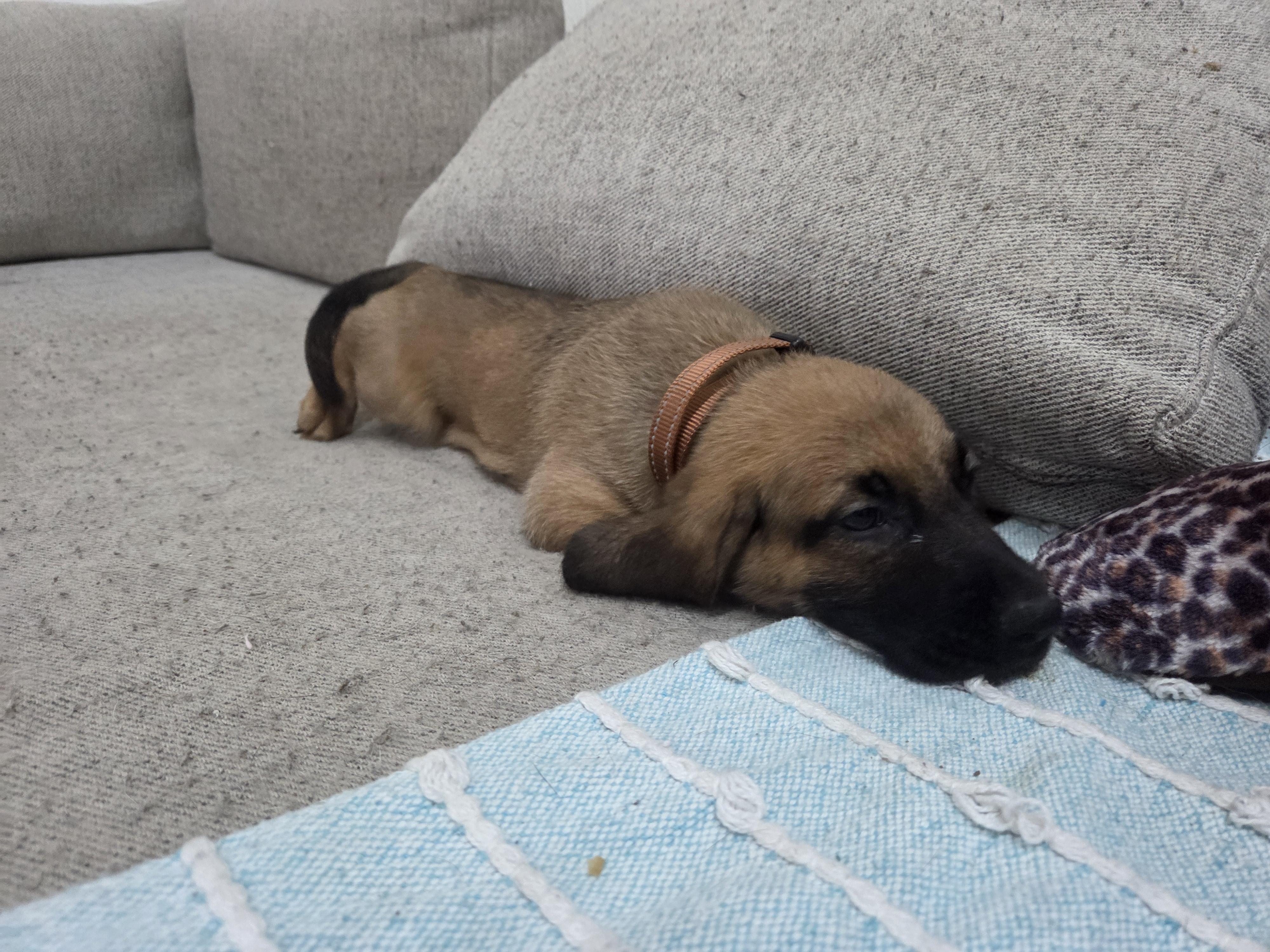 Hot Link, Adoptable, Puppy Male Basset Hound.