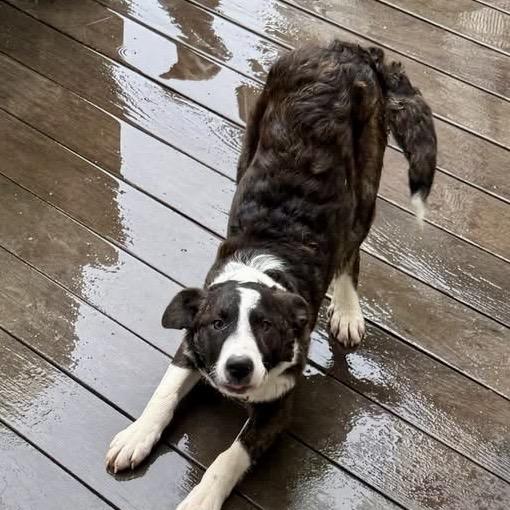 Foxy, Adoptable, Young Female Mixed Breed.