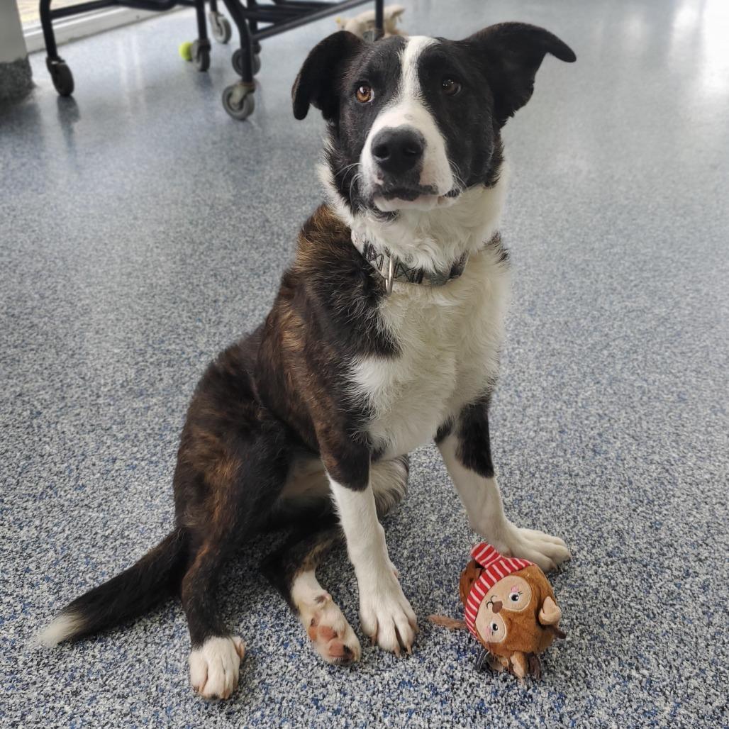 Enlarge Foxy, a Adoptable Mixed Breed in Fredericksburg, VA image 2/2