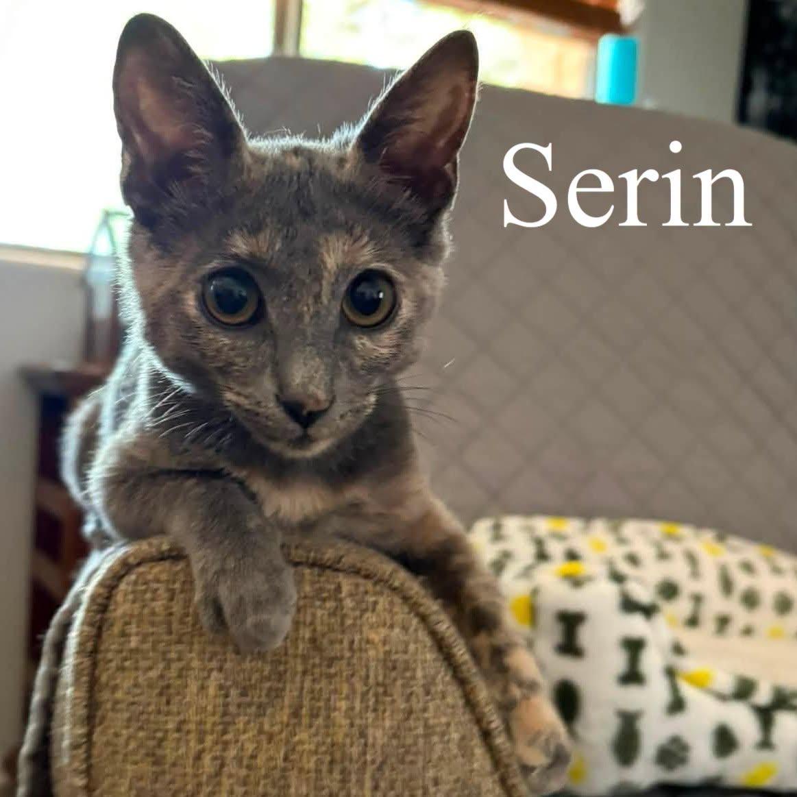 Serin, Adoptable, Kitten Female Domestic Short Hair.