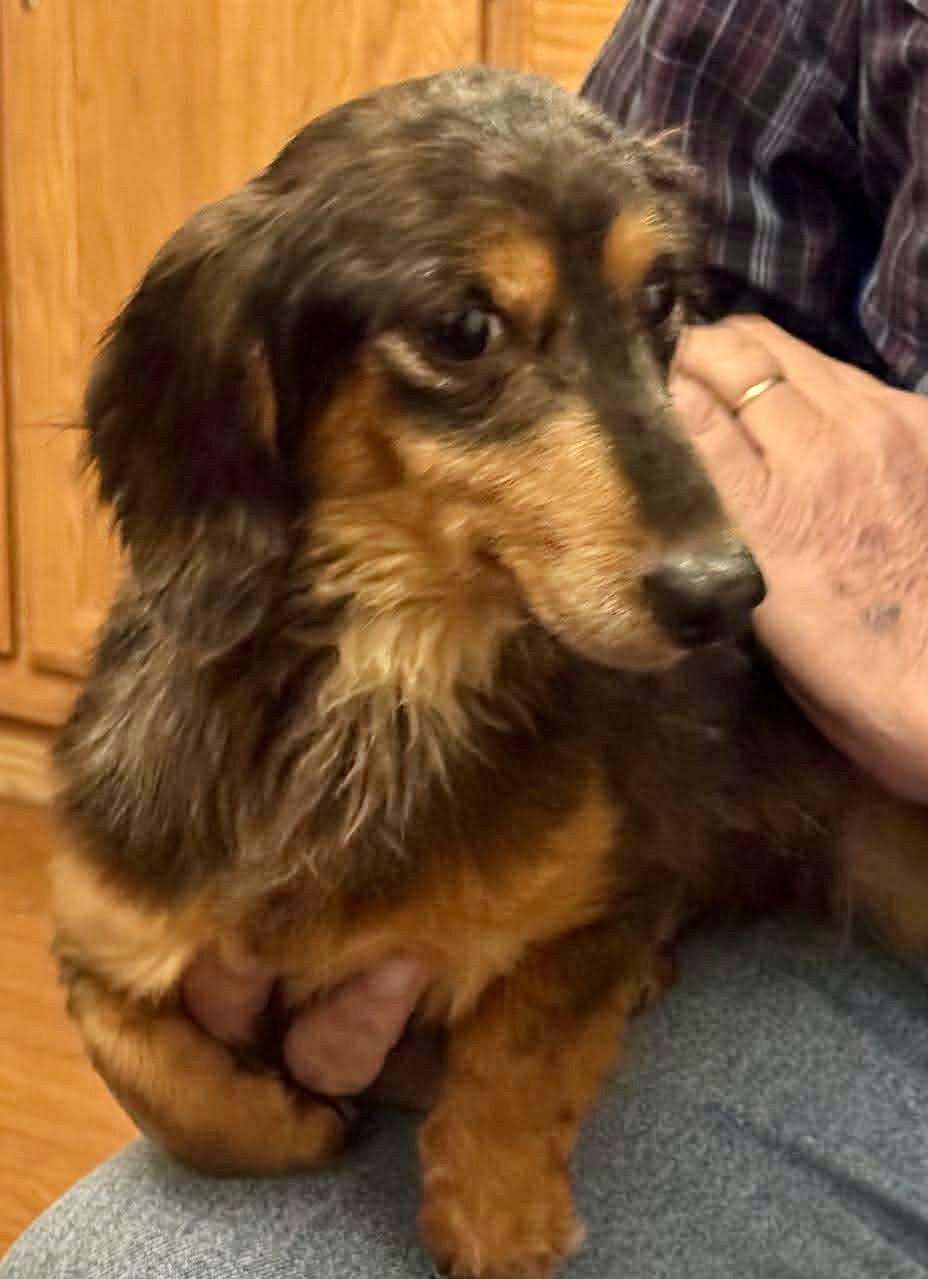 Vienna, ADOPTABLE, Adult Female Dachshund.