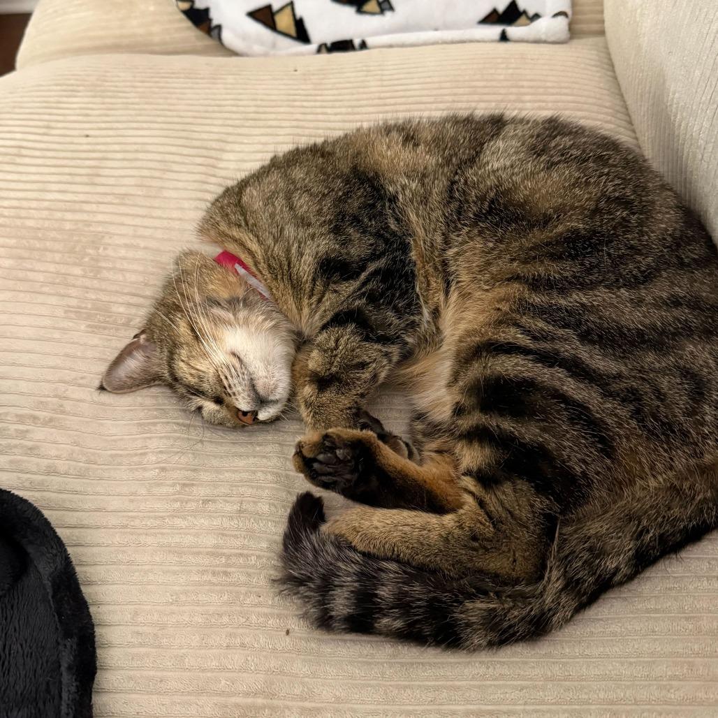 Enlarge Sadie, a Adoptable Domestic Short Hair in Evansville, IN image 1/5