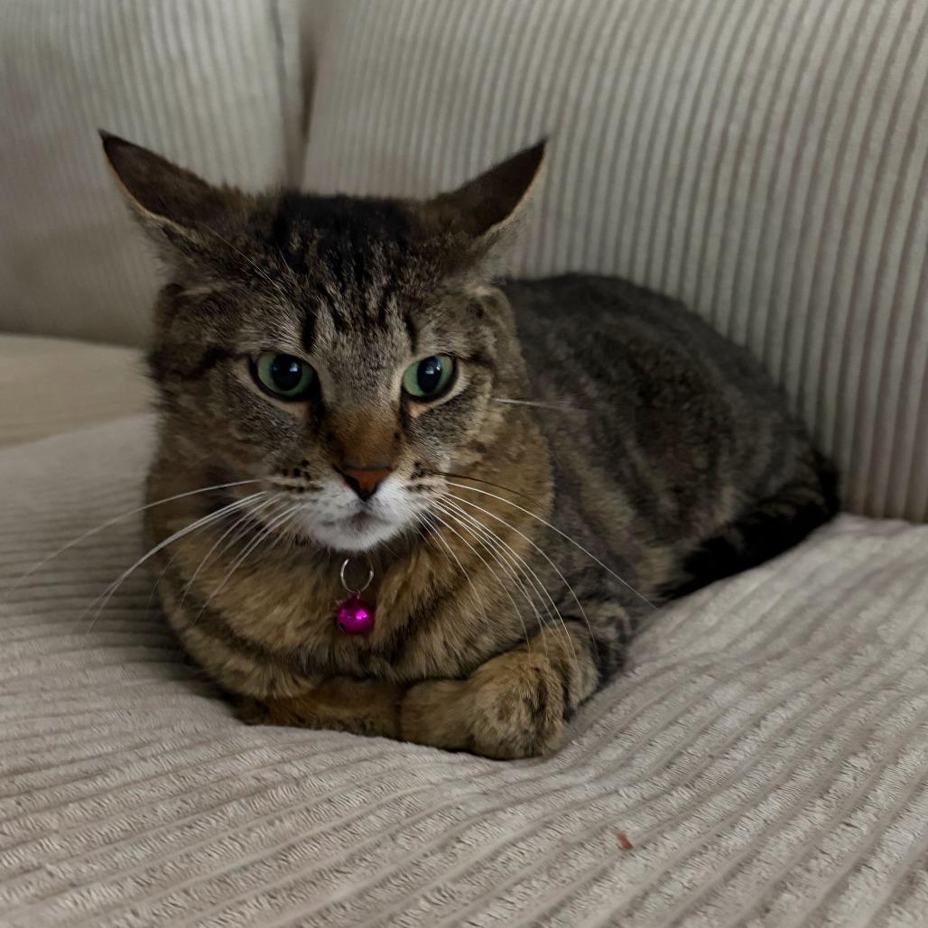 Enlarge Sadie, a Adoptable Domestic Short Hair in Evansville, IN image 3/5