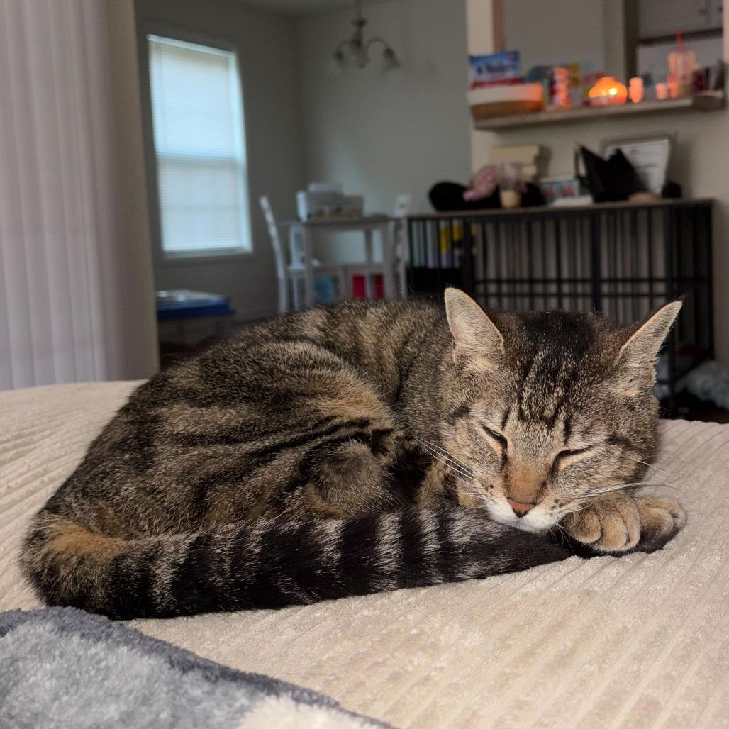 Enlarge Sadie, a Adoptable Domestic Short Hair in Evansville, IN image 4/5