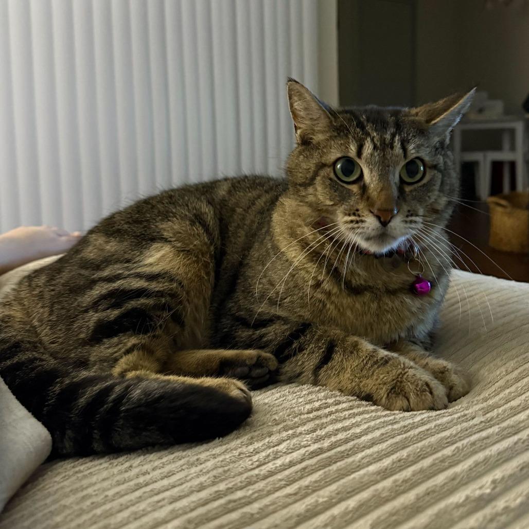 Enlarge Sadie, a Adoptable Domestic Short Hair in Evansville, IN image 5/5