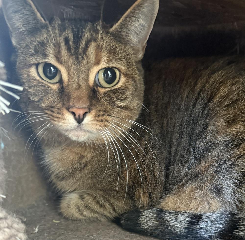 Poppy, Adoptable, Adult Female Domestic Short Hair.