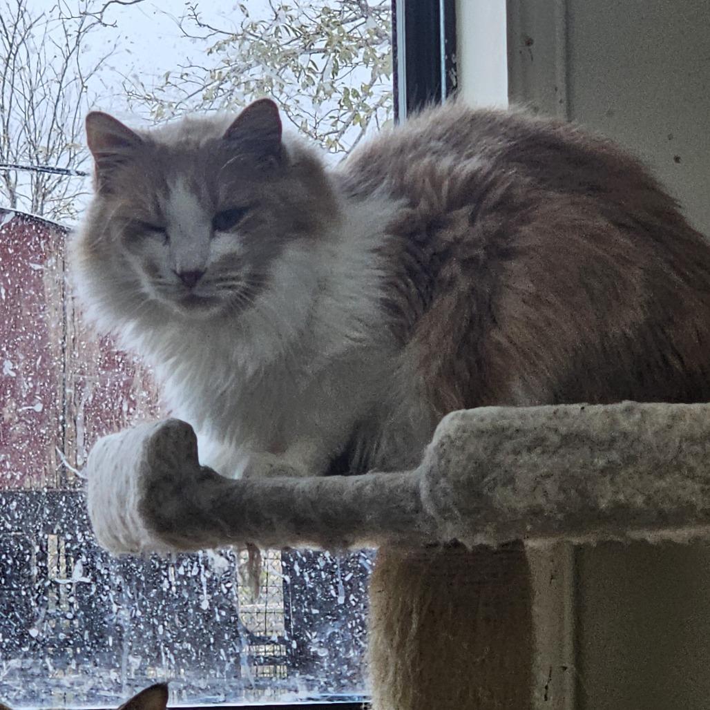 Enlarge Fivel, a Adoptable Domestic Long Hair in Midland, TX image 1/1